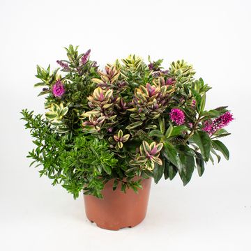 Hebe MIX IN POT
