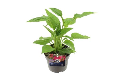 Echinacea 'Espinoso Rosy Red'