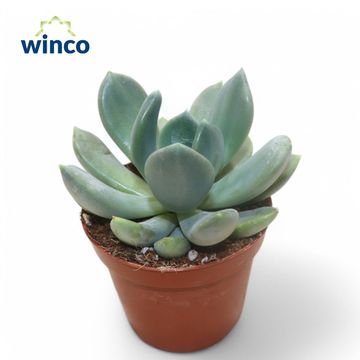 x Pachyveria 'Grey Crown'