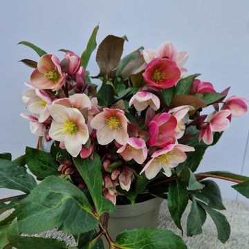 Helleborus x ericsmithii HGC PINK FROST