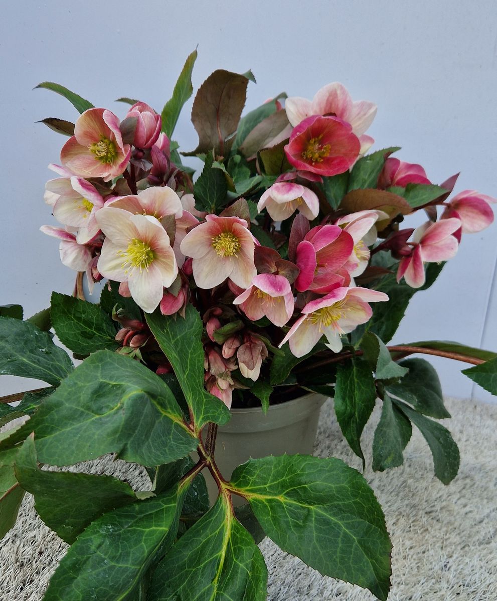 Helleborus x ericsmithii HGC PINK FROST — Plant Wholesale FlorAccess