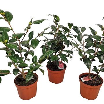 Camellia japonica MIX