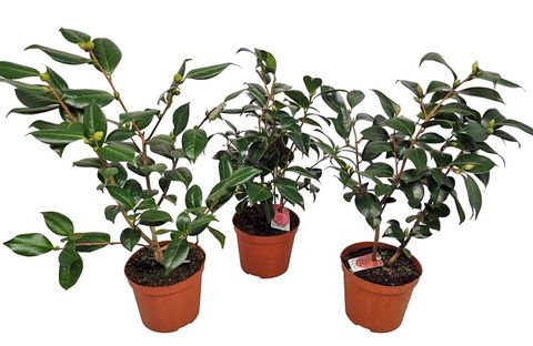 Camellia japonica MIX