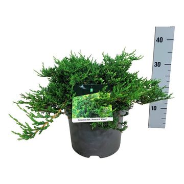 Juniperus horizontalis 'Prince of Wales'