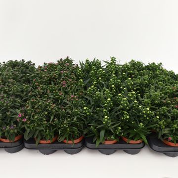 Aster STARLETTA MIX
