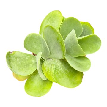 Kalanchoe thyrsiflora