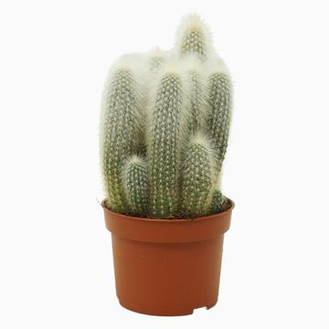 Cleistocactus straussii