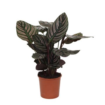 Calathea ornata
