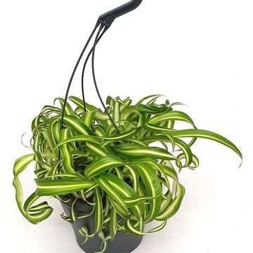 Chlorophytum comosum 'Bonnie'