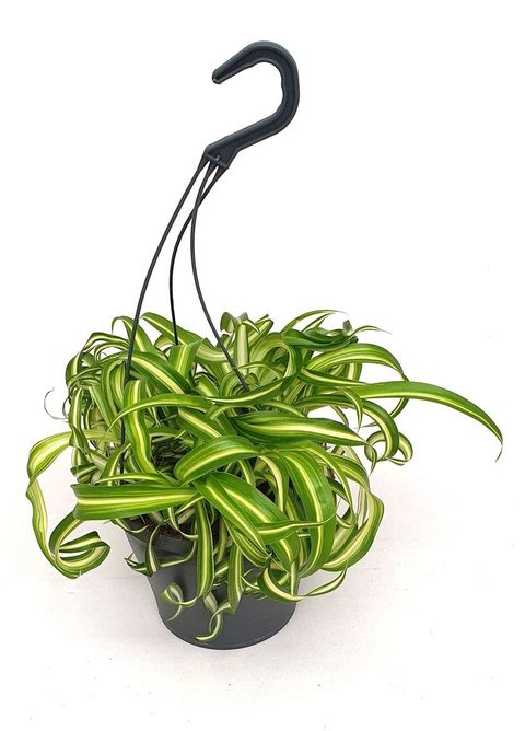 Chlorophytum comosum 'Bonnie'