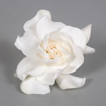 Gardenia jasminoides