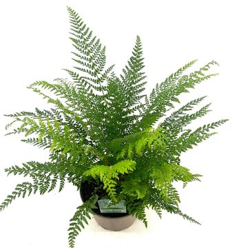 Polystichum setiferum 'Proliferum'