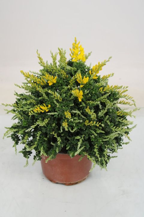 Cytisus racemosus