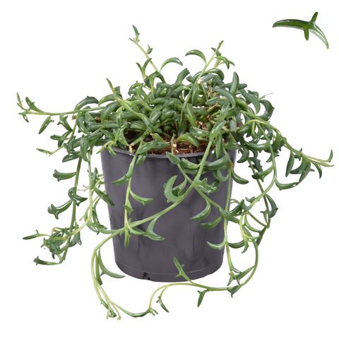 Senecio peregrinus