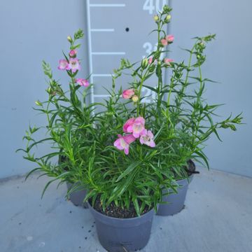 Penstemon 'Sunburst Pink'
