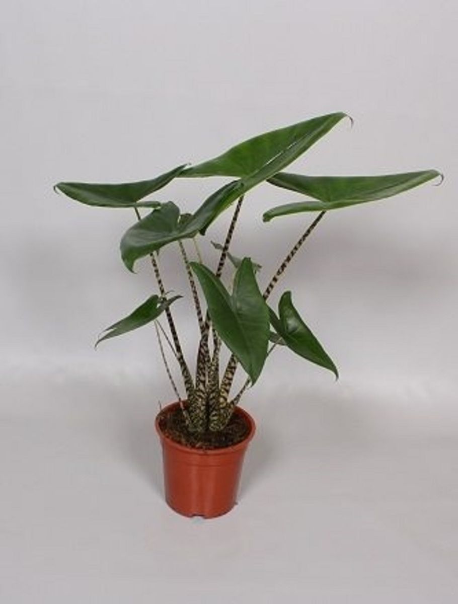 Alocasia Zebrina T24 Cm H80 100 Cm Pflanzen Grosshandel Floraccess