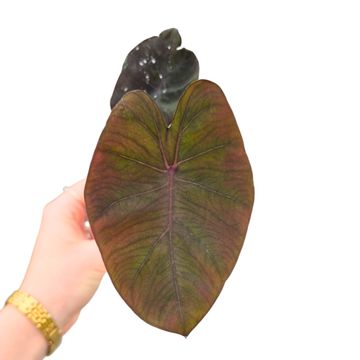 Colocasia 'Evolution'