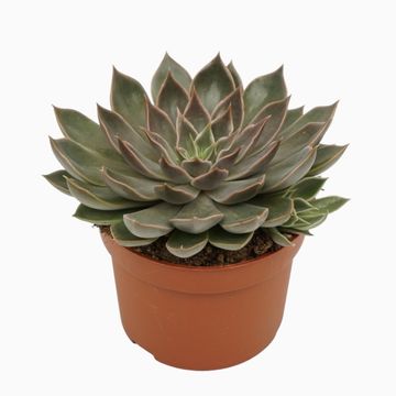 Echeveria 'Mensa'