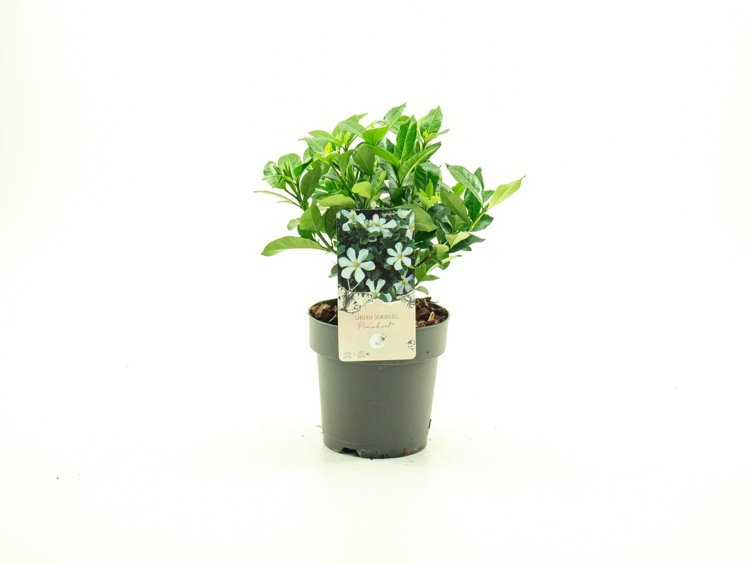 Gardenia jasminoides PINWHEEL — Plant Wholesale FlorAccess