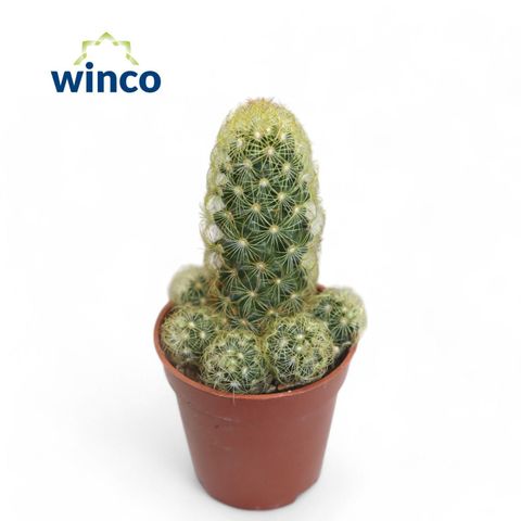 Mammillaria elongata