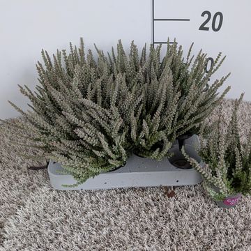 Calluna vulgaris GARDEN GIRLS FLUFFY