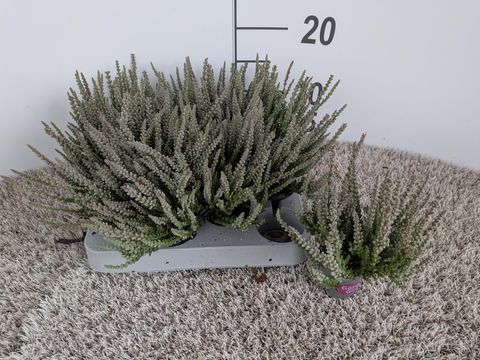 Calluna vulgaris GARDEN GIRLS FLUFFY