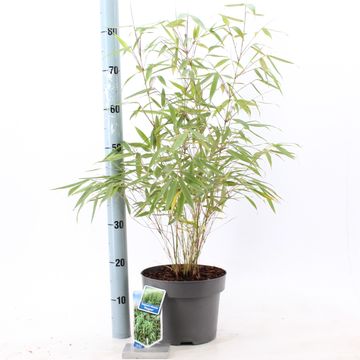 Fargesia robusta 'Pingwu'