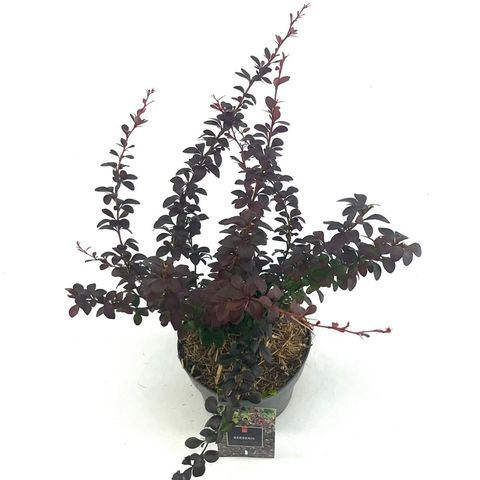 Berberis thunbergii 'Dart's Red Lady'