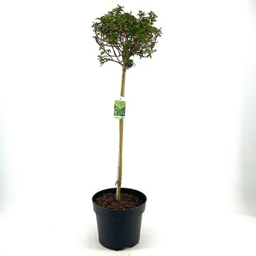 Ilex x meserveae LITTLE RASCAL