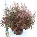 Leucothoe keiskei BURNING LOVE