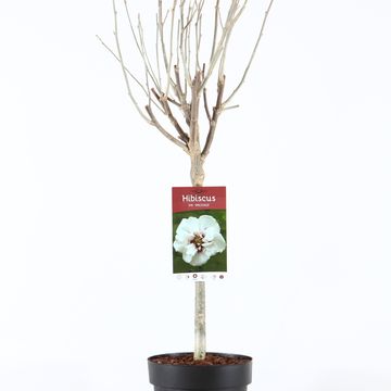 Hibiscus syriacus 'Speciosus'