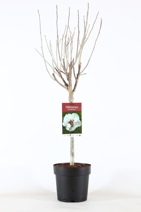 Hibiscus syriacus 'Speciosus'