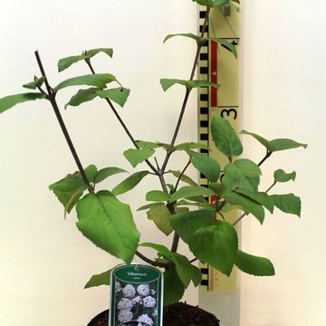 Viburnum carlesii