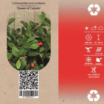 Cotoneaster procumbens 'Queen of Carpets'