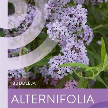 Buddleja alternifolia