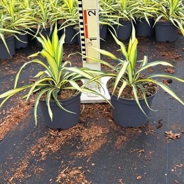 Yucca filamentosa 'Color Guard'