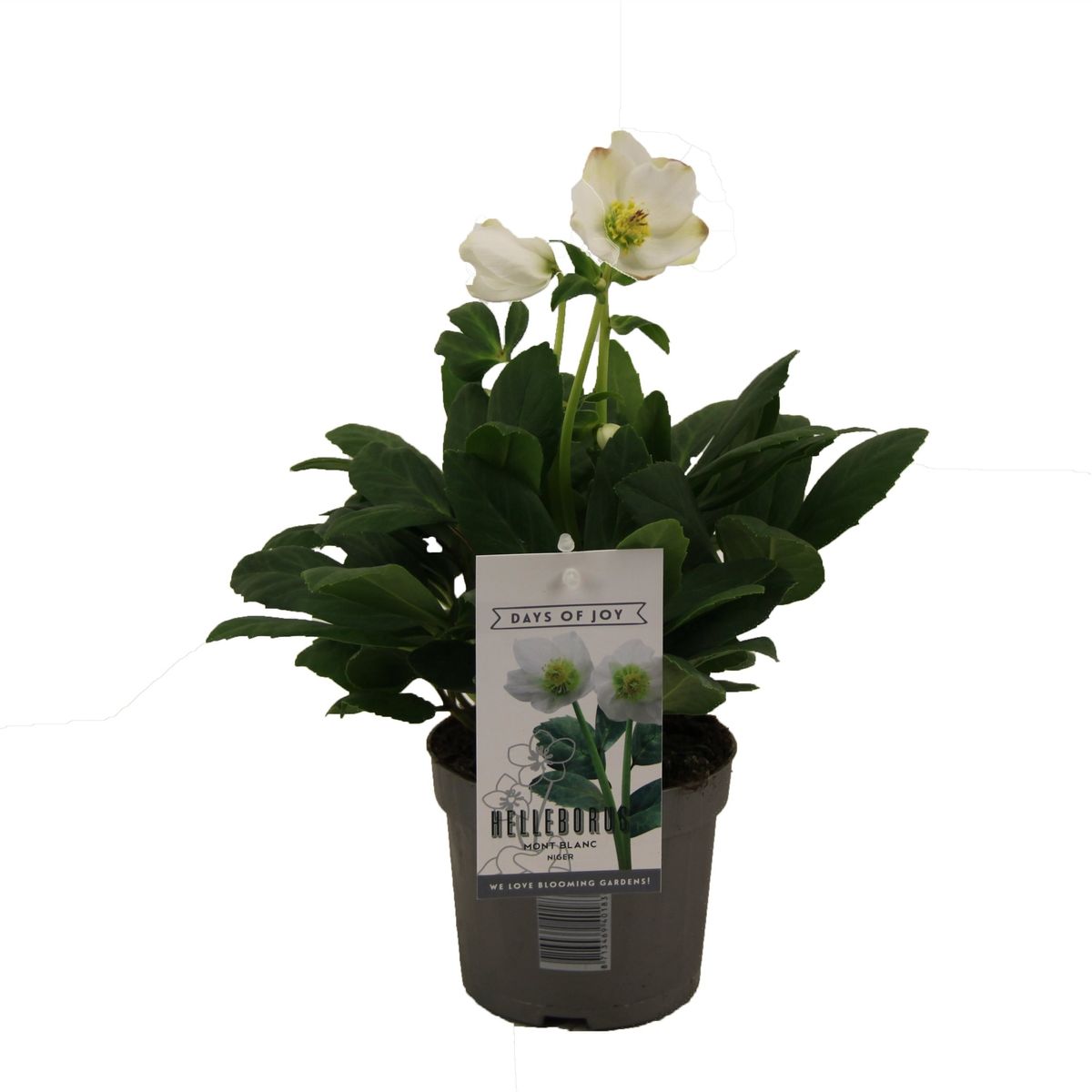 Helleborus niger Mont Blanc (P13 cm H23 cm) – Plant Wholesale FlorAccess