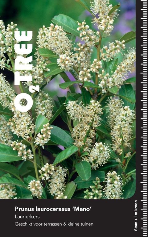 Prunus laurocerasus 'Mano'