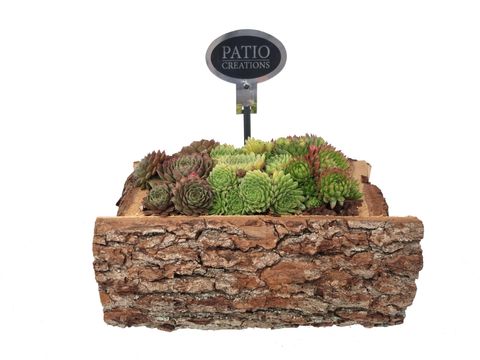 Sempervivum MIX IN POT