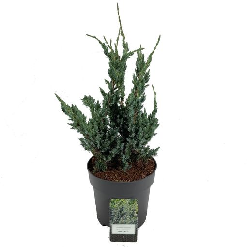 Juniperus squamata 'Meyeri'