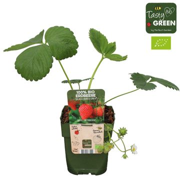 Fragaria x ananassa 'Sonata'