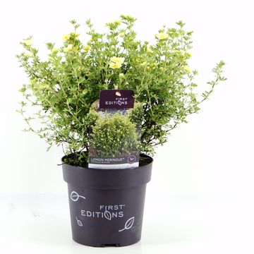 Potentilla fruticosa LEMON MERINGUE