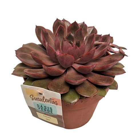 Echeveria 'Mina'