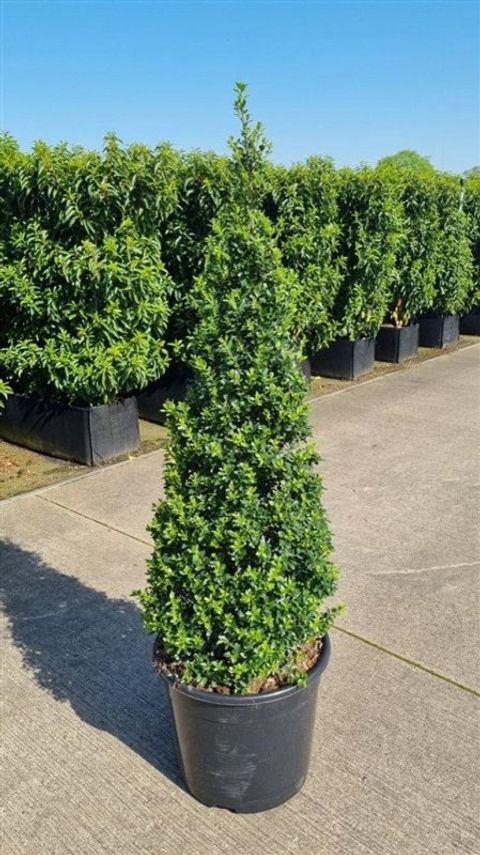 Ilex crenata 'Maxima'