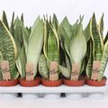Sansevieria MIX