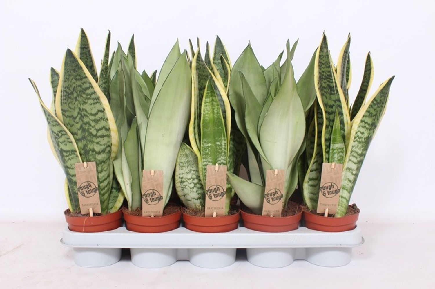 eukalyptus als topfpflanze Eukalyptus Silver Dollar ca 60 cm Zimmerpflanze Duft Eukalyptus Pflanz –  Blumen-Senf®