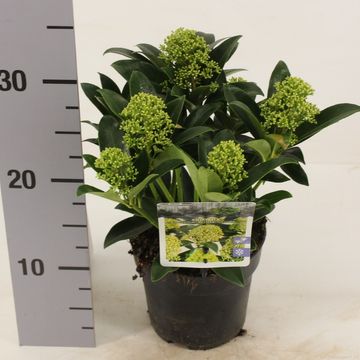 Skimmia japonica WHITE GLOBE