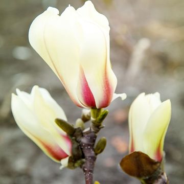 Magnolia concinna 'Sunrise'