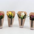 Zantedeschia MIX