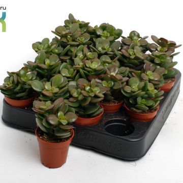 Crassula ovata 'Minor'